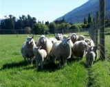 Sheep